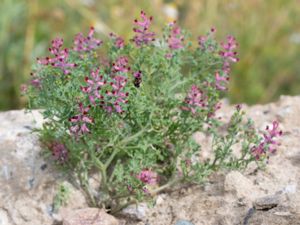 Fumaria officinalis - Common Fumitory - Jordrök