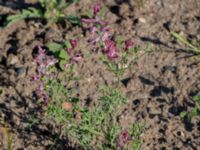 Fumaria officinalis Fjärilsstigen, Bunkeflostrand, Malmö, Skåne, Sweden 20160604_0055