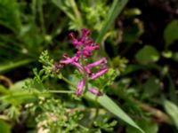 Fumaria officinalis Husie mosse, Malmö, Skåne, Sweden 20150623_0120