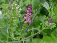 Fumaria officinalis Komstadgården, Simrishamn, Skåne, Sweden 20170610_0028