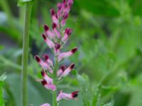 Fumaria officinalis Komstadgården, Simrishamn, Skåne, Sweden 20170610_0029