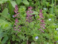 Fumaria officinalis Komstadgården, Simrishamn, Skåne, Sweden 20170610_0030