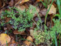 Fumaria officinalis Krika, Klippan, Skåne, Sweden 20181030_0051