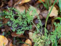 Fumaria officinalis Krika, Klippan, Skåne, Sweden 20181030_0052