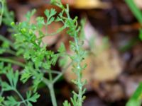 Fumaria officinalis Krika, Klippan, Skåne, Sweden 20181030_0053