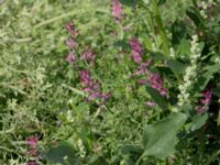 Fumaria officinalis Lindängelunds rekreationsområde, Malmö, Skåne, Sweden 20150829_0036