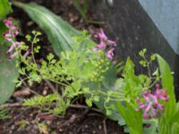 Fumaria officinalis Ribersborg, Malmö, Skåne, Sweden 20150622_0035