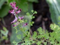 Fumaria officinalis Ribersborg, Malmö, Skåne, Sweden 20150622_0037