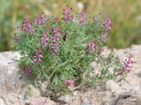 Fumaria officinalis Scaniaparken, Malmö, Skåne, Sweden 20150726_0016