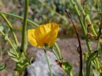 Glaucium flavum Hjälvik, Öckerö, Bohuslän, Sweden 20190717_0097