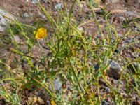 Glaucium flavum Hjälvik, Öckerö, Bohuslän, Sweden 20190717_0098