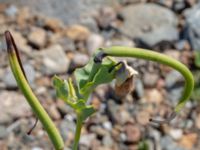 Glaucium flavum Hjälvik, Öckerö, Bohuslän, Sweden 20190717_0100