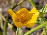 Glaucium flavum Hjälvik, Öckerö, Bohuslän, Sweden 20190717_0102