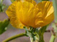 Glaucium flavum Hjälvik, Öckerö, Bohuslän, Sweden 20190717_0105