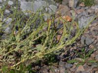 Glaucium flavum Hjälvik, Öckerö, Bohuslän, Sweden 20190717_0106