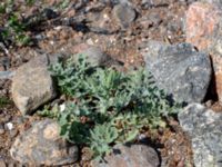 Glaucium flavum Hjälvik, Öckerö, Bohuslän, Sweden 20190717_0108