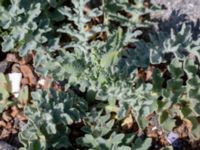 Glaucium flavum Hjälvik, Öckerö, Bohuslän, Sweden 20190717_0109