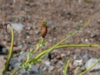 Glaucium flavum Hjälvik, Öckerö, Bohuslän, Sweden 20190717_0111