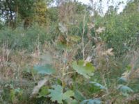 Macleaya x kewensis Falsterbovägen, Skanör, Falsterbohalvön, Vellinge, Skåne, Sweden 20160903_0002