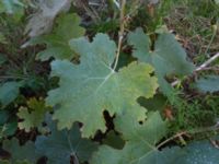 Macleaya x kewensis Falsterbovägen, Skanör, Falsterbohalvön, Vellinge, Skåne, Sweden 20160903_0003