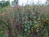 Macleaya x kewensis Falsterbovägen, Skanör, Falsterbohalvön, Vellinge, Skåne, Sweden 20160903_0005