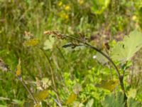 Macleaya x kewensis Ulricedal, Malmö, Skåne, Sweden 20190617_0085