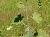 Macleaya x kewensis Ulricedal, Malmö, Skåne, Sweden 20190617_0089