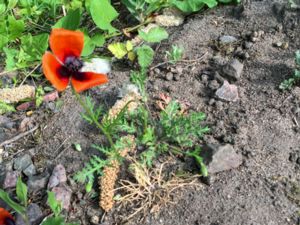 Papaver argemone - Prickly Poppy - Spikvallmo