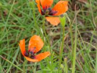 Papaver argemone Lokstallarna, Kirseberg, Malmö, Skåne, Sweden 20150727_0014