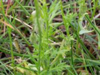 Papaver argemone Lokstallarna, Kirseberg, Malmö, Skåne, Sweden 20150727_0015