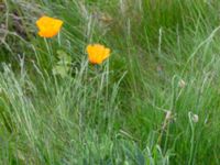 Papaver atlanticum Krossverksgatan 1, Limhamn, Malmö, Skåne, Sweden 20190522_0001