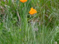 Papaver atlanticum Krossverksgatan 1, Limhamn, Malmö, Skåne, Sweden 20190522_0002