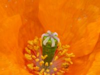 Papaver atlanticum Krossverksgatan 1, Limhamn, Malmö, Skåne, Sweden 20190522_0005