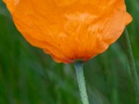 Papaver atlanticum Krossverksgatan 1, Limhamn, Malmö, Skåne, Sweden 20190522_0006