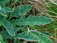 Papaver atlanticum Krossverksgatan 1, Limhamn, Malmö, Skåne, Sweden 20190522_0007