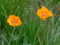 Papaver atlanticum Krossverksgatan 1, Limhamn, Malmö, Skåne, Sweden 20190522_0011