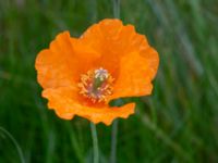 Papaver atlanticum Krossverksgatan 1, Limhamn, Malmö, Skåne, Sweden 20190522_0013