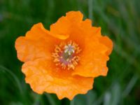 Papaver atlanticum Krossverksgatan 1, Limhamn, Malmö, Skåne, Sweden 20190522_0014