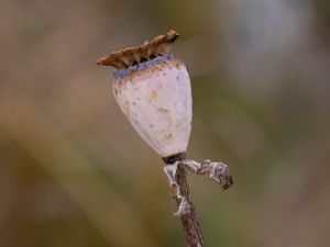 Papaver bracteatum - Iranian Poppy - Mörk jättevallmo