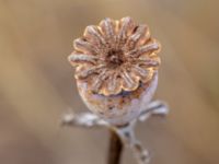 Papaver bracteatum Solberga, Mörbylånga, Öland, Sweden 20180810_0103