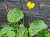 Papaver cambricum Lilla Tomegatan, Lund, Skåne, Sweden 20240702_0001