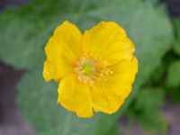 Papaver cambricum Lilla Tomegatan, Lund, Skåne, Sweden 20240702_0004