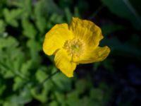 Papaver cambricum Vaktkuren infarten Kullabergs NR, Höganäs, Skåne, Sweden 20180702_0151