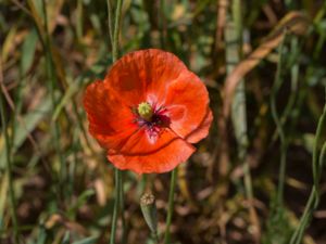 Papaver dubium - Long-headed Poppy - Rågvallmo