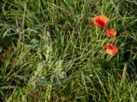 Papaver dubium Heleneholmsstigen, Malmö, Skåne, Sweden 20211103_0007