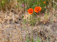 Papaver dubium ssp. dubium Löderups strandbad, Ystad, Skåne, Sweden 20180620_0090