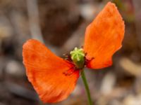 Papaver dubium ssp. dubium Löderups strandbad, Ystad, Skåne, Sweden 20180620_0092