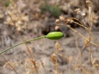 Papaver dubium ssp. dubium Löderups strandbad, Ystad, Skåne, Sweden 20180620_0093