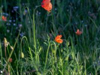 Papaver dubium ssp. lecoqii Borgholms slott, Borgholm, Öland, Sweden 20190525_0029