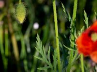 Papaver dubium ssp. lecoqii Borgholms slott, Borgholm, Öland, Sweden 20190525_0030